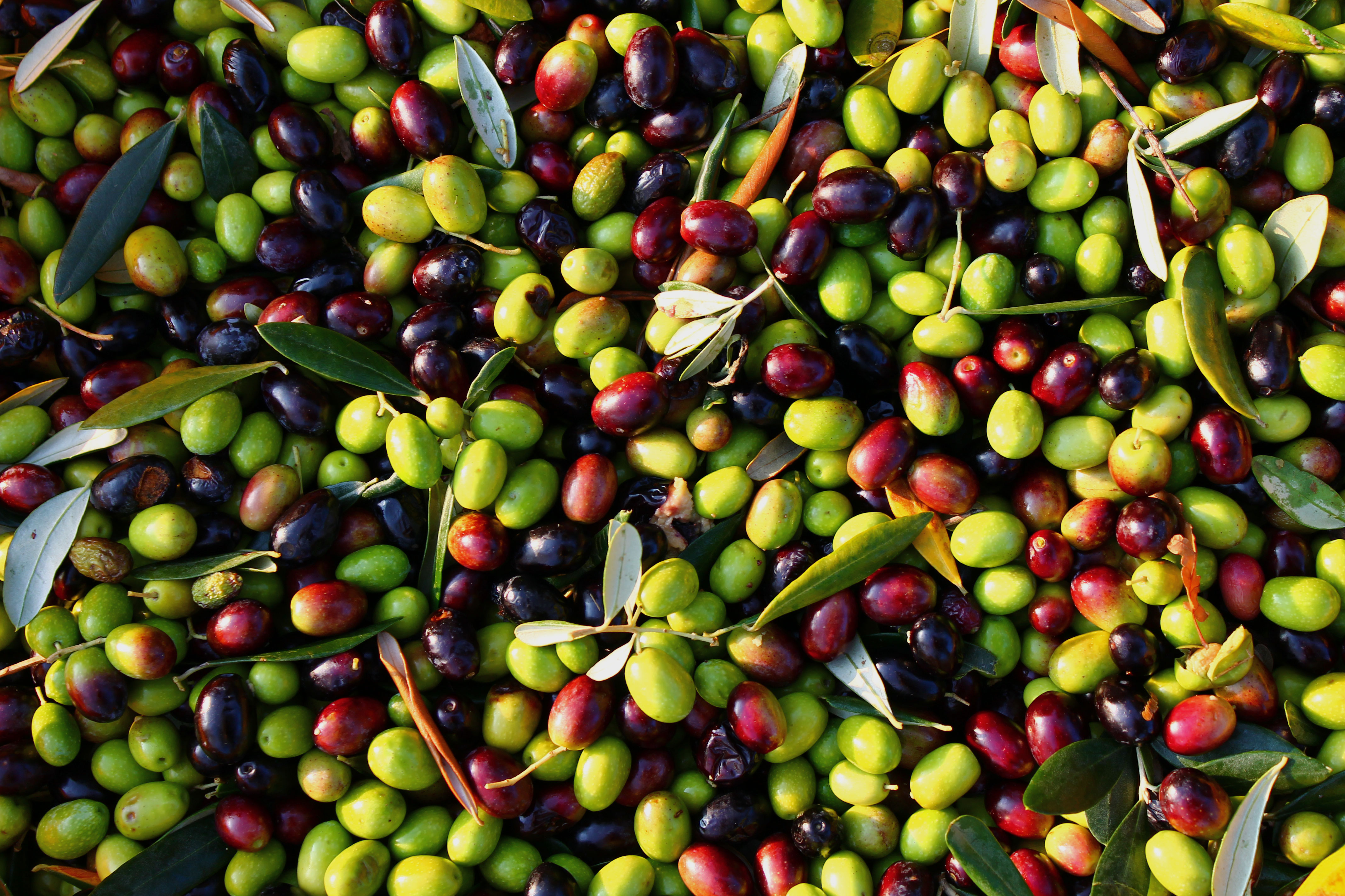 Image Alt